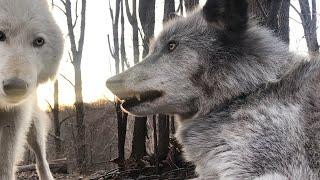 Grumpy Wolf Wants To Be Alone