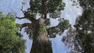 Perobas, uma das belezas do lago Rio Iguaçu, a árvore está em extinção.