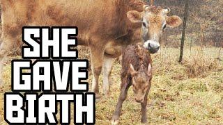 FAMILY MILK COW GIVES BIRTH TO FIRST CALF ON HOMESTEAD