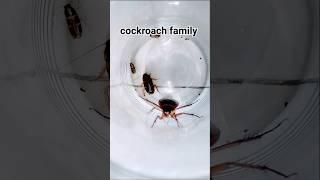 1,2,3 start cockroach #cockroach #aymanblog #shorts #telapoka #funny
