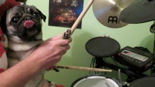 Pug Plays Built This Pool on Drums!