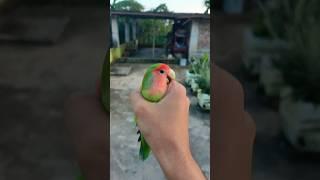 Mini vlogs with bird's  #birdslover #birds #minivlog #petparrot #tamebirds #shortsfeed #pets