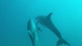 Dolphins Hurghada