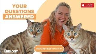 Your Cat Questions Answered by Clinical Cat Behaviourist Amanda from Kittysitty