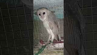 Ullu ki Awaz