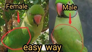 male and female parrot difference | tota hai ya toti kaise pahchane |