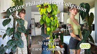  ranking my entire philodendron collection | 30 species, rare + common  (my favourite genus!!)
