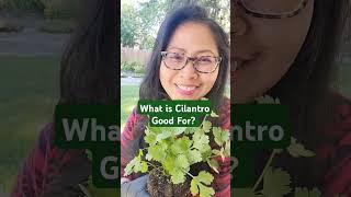 What is Cilantro Good For? #cilantro #gardening #garden #growyourownfood #organicgardening #plants
