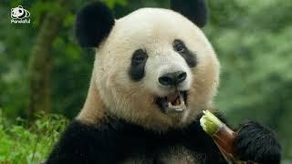 #Panda #XiangXiang meet public! in China TODAY