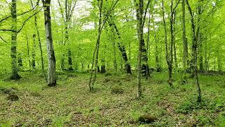 Birds Singing - Forest Sounds and Relax, Beautiful Bird Sounds for Sleep and Study