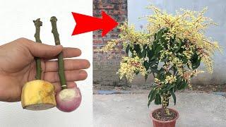 SYNTHESIS OF MANY WAYS TO GROW MANGO TREES with just green bananas, onions and eggs