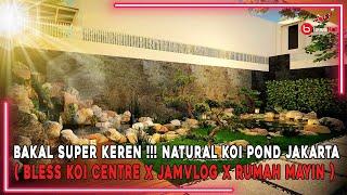 BAKAL SUPER KEREN NATURAL KOI POND JAKARTA ( BLESS KOI CENTRE X JAMVLOG X RUMAH MAYIN )