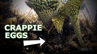 Crappie Spawning – Underwater Footage (PERFECT Timing)