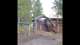 Photos show impressive size of grizzly bears