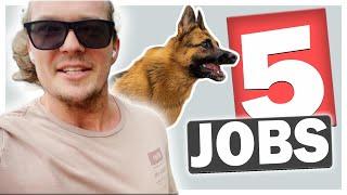 5 jobs I give my dog