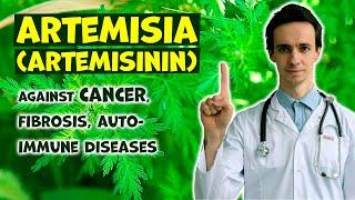 Wormwood against CANCER: a popular folk remedy. Does it really work? Artemisinin: scientific facts