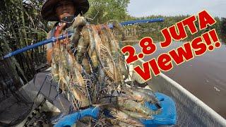 DISERANG UDANG GALAH SUNGAI TENGI ( Giant river prawn fishing )