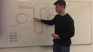 Excitation-contraction coupling