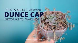 Find out how to grow the rare Orostachys iwarenge "Dunce Cap"!