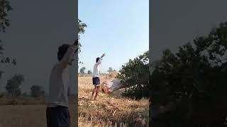 Amazing Tree collapse #viral #shorts #trending