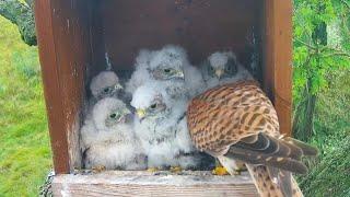 Common Kestrels (Tiszalök, Hungary) | Mom brings big rodent in breakfast for babies | June 23, 2024