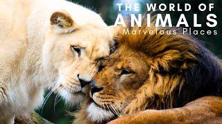 Animals of the World: 4K Wildlife Journey | Marvelous Places