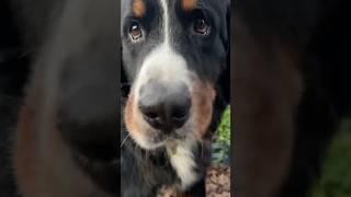 My Bernese Mountain Dog Keeps Harvesting Green Beans From the Garden  #gardening #funnydogs