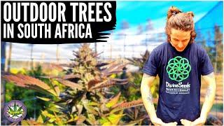 MASSIVE CANNABIS TREES IN SOUTH AFRICA!