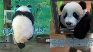 Baby Panda Mei Zhu Finally Gets Stuck in the Small Window #cute #babypanda #pandalove #viralvideo