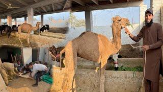 Camel Ka Waja Sy Zoo Ko Bara Kr Rhy  || Deer Phir Sy Bimar Hai 