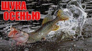 Как и на что ловить щуку осенью при бесклевье?