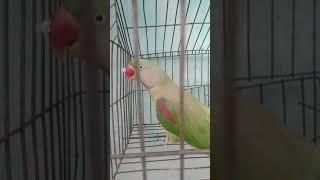 sparot he verry funny talking Bird