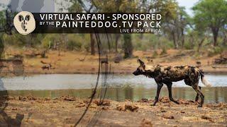 LIVE Safari Sponsored by the Painteddog.tv Pack | 25 September 2024