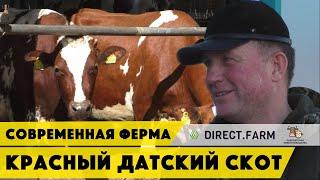 Современная молочная ферма и красная датская порода коров