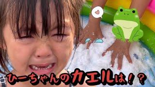 【日常】夏休みもカエルの季節も残りわずか！！真夏の雪遊びとカエル遊びでひーちゃんギャン泣き！？