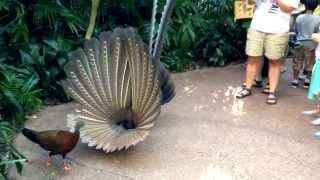 Great Argus Pheasant Mating Dance (argusianus argus)