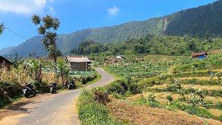 Walking in beautiful Indonesian Village||Telogomangunan Village, Indonesia