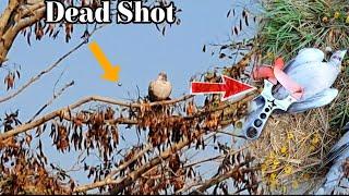 How Slingshot Steel Ammo Can Kill the Birds On Tree |  Slingshot Hunting Quail Partridge & Dove