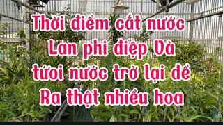 Thời điểm cắt nước cho lan phi điệp tốt nhất ra thật nhiều hoa