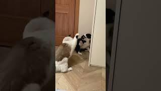 Cat vs Dog  #funny #funypets #cat #pets #dog #funnyanimals