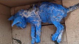 They Painted Her Blue For Fun Then Discarded Her Crying In The Middle Of The Rain...
