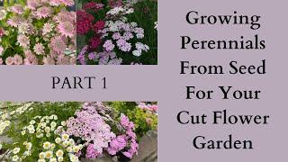 Growing Perennials From Seed For Your Cut Flower Garden