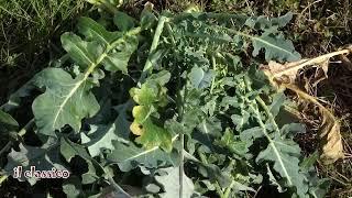 Scopri il BROCCOLO FIOLARO. Come si coltiva e come si cucina. L'ortaggio invernale eccezionale!