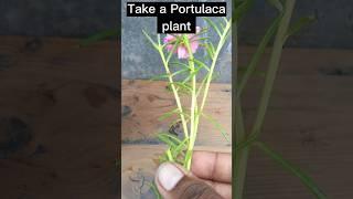 v shape Portulaca plant grafting for new colour #flowers #portulaca #shorts