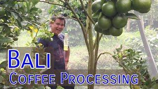 Coffee Production in Bali, Indonesia, A Quick Glimpse