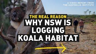 The Carbon Credit Grift Destroying Koala Habitat