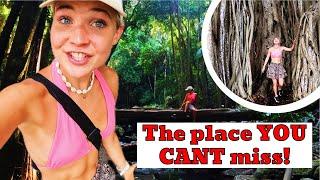 Tamborine Mountain Adventures: Waterfalls, Lookouts, and Hidden Wonders!