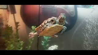 Squirtle The Turtle