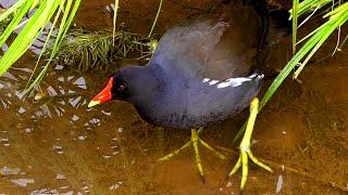 Teichhuhn Futtersuche Gefiederpflege - Moorhen seeks food and cleanses the plumage