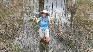 'Carnivorous Plant Called Utricularia in 60 Seconds'